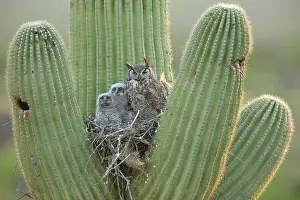 150719: Great horned owls, Bubo virgininus, Sonoran desert