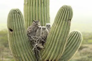 150719: Great horned owls, Bubo virgininus, Sonoran desert
