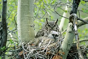 Owlets: Great Horned Owls in Nest