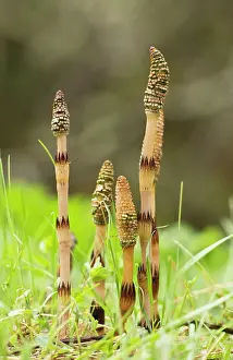 Horsetails: Great Horsetail spore-bearing cones in early spring