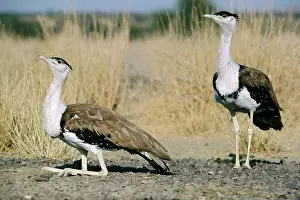 Nigriceps: Great Indian Bustard - in desert habitatS