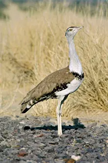 Nigriceps: Great Indian BUSTARD - female or immature