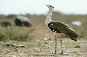 Nigriceps: Great Indian Bustard - male