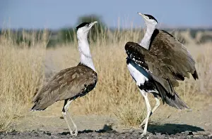 Nigriceps: Great Indian Bustard - males in territorial display