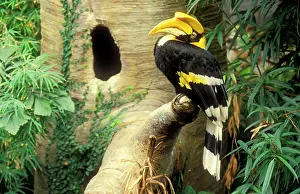 Buceros: Great Indian Hornbill