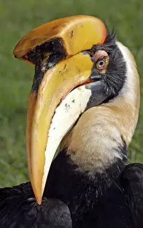 Buceros: Great Indian Hornbill