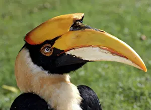Buceros: Great Indian Hornbill