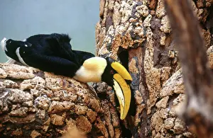 Bucerotidae: Great Indian Hornbill