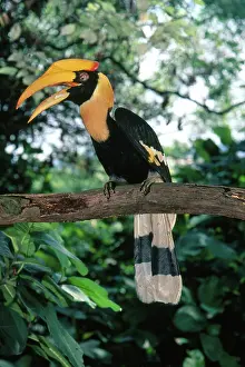Bucerotidae: Great Indian Hornbill