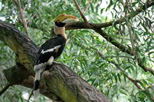 Bucerotidae: Great Indian Hornbill
