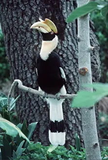Hornbill: Great Indian Hornbill - perched on branch