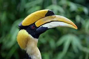 Buceros: Great Indian Hornbill - Portrait