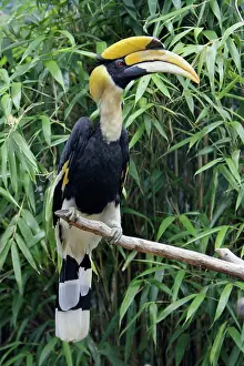 Buceros: Great Indian Hornbill - sitting on branch