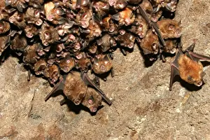 Rhinolophus: Great Indian Horseshoe Bats - hanging at roost