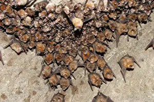 Rhinolophus: Great Indian Horseshoe Bats - mass hanging at roost