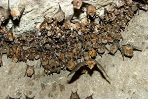 Rhinolophus: Great Indian Horseshoe Bats - mass hanging at roost