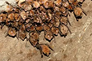 Rhinolophus: Great Indian Horseshoe Bats - mass hanging at roost