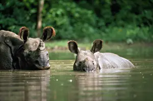 Wallowing: Great Indian / One-horned RHINOCEROS