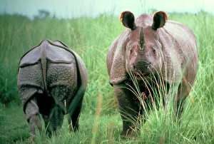 Armour: Great Indian / One-horned RHINOCEROS
