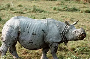 Rhinos: Great Indian / One-horned RHINOCEROS
