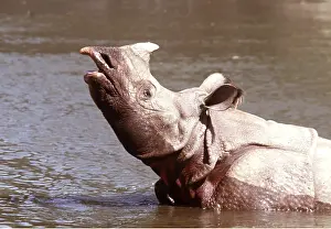 Wallowing: Great Indian / One-horned RHINOCEROS