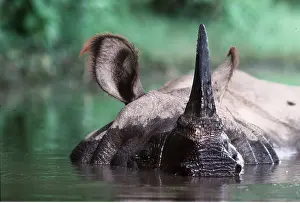 Masahiro Iijima: Great Indian / One-horned RHINOCEROS