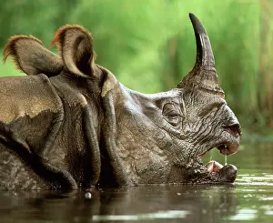 Wallowing: Great Indian / One-horned RHINOCEROS / rhino -