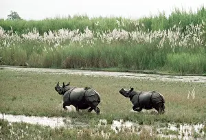 Robert Mcdougal: Great Indian / One-horned RHINOCEROS - x two running