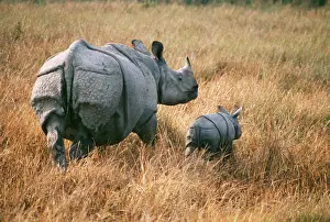 Armour: Great Indian / One-horned RHINOCEROS - With young