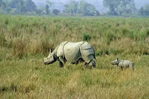 Armour: Great Indian / One-horned RHINOCEROS - and young