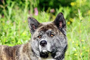 Akitas: Great Japanese Dog (American Akita)