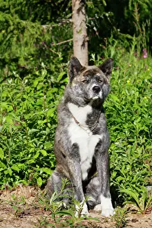 Akitas: Great Japanese Dog (American Akita)