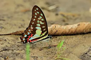 Graphium: Great Jay / Pale Green Triangle - sucking minerals on sand