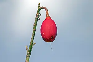 Ceiba: Great Kapok Tree