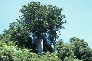 Kauri: Great Kauri Tree