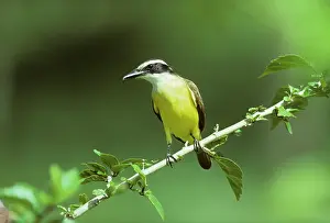 Kiskadee: Great Kiskadee