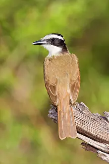 Kiskadee: Great Kiskadee