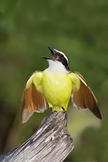 Kiskadee: Great Kiskadee