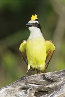 Kiskadee: Great Kiskadee