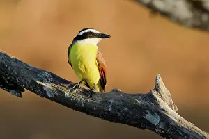 Kiskadee: Great Kiskadee