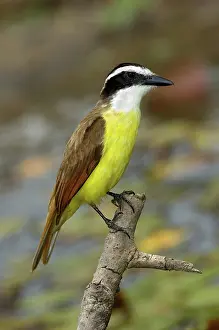 Kiskadee: Great Kiskadee