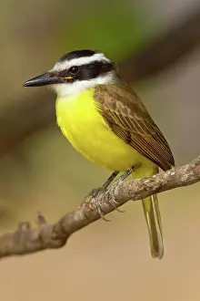 Kiskadee: Great Kiskadee