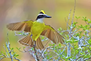 Kiskadee: Great Kiskadee adult perched on branch Pantanal