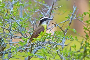 Kiskadee: Great Kiskadee adult perched on branch Pantanal