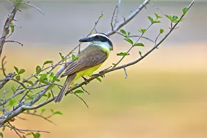 Kiskadee: Great Kiskadee adult perched on branch Pantanal