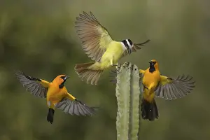 Thrush: Great Kiskadee & Altamira Oriole (Pitangus sulphuratus & Icterus gularis) wrangling
