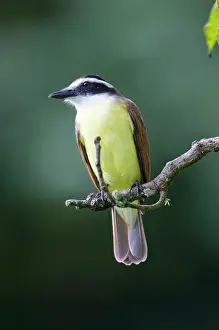Kiskadee: Great Kiskadee - on branch