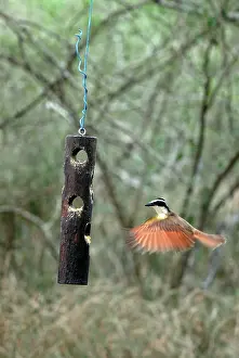 Kiskadee: Great Kiskadee in flight near feeder