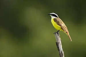 Kiskadee: Great Kiskadee - Great Kiskadee perched on a branch