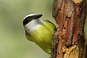 Kiskadee: Great Kiskadee - perched